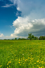 im Frühling spriessende und blühende Bäume am sonnigen Tag mit aufziehendem Gewitter. grüne Wiesen, Berge und graue Wolken machen eine dramatische Stimmung im Rheintal, Dornbirn, Vorarlberg, Austria