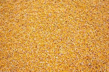 The bright orange corn kernels are simply stunning
