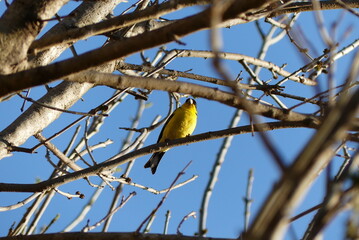 Lesser Goldfinch on a branch