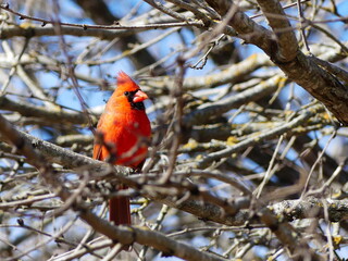 Male cardinal on a branch