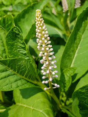 Poke or Inkweed or Button Pokeweed (in german Kermesbeeren) Phytolacca