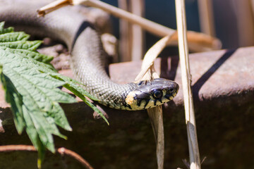 Grass Snake (Natrix natrix) crawls on a metal beam on a background of green and withered leaves. Selective focus