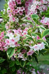 オオベニウツギ (大紅空木)