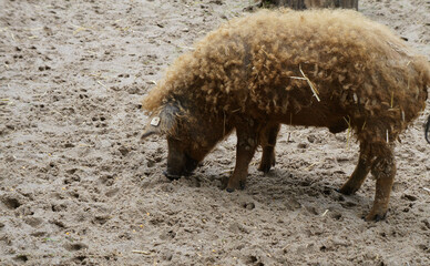 Schweinchen