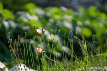 春到来と同時に咲いたオレンジ色の小さな花