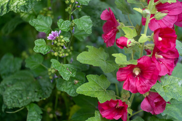 鮮やかな赤のタチアオイ