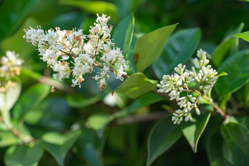 春到来、熟した、白いつぼみ