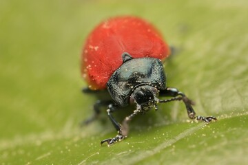 Chrysomela populi on a leaf