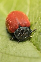 Chrysomela populi on a leaf