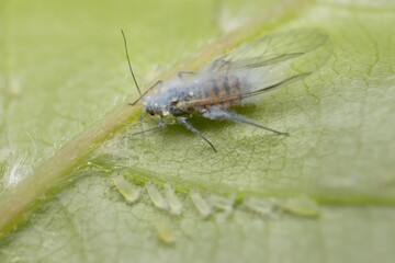 Woolly aphid in the forest