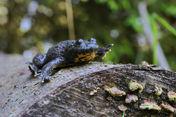 The yellow-bellied toad (Bombina variegata)  on a fallen tree in the grass. Brown frog with yellow belly with green and brown back.