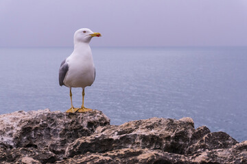 Fototapeta na wymiar White seagull on a rock above the ocean