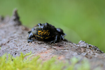 The yellow-bellied toad (Bombina variegata)  on a fallen tree in the grass. Brown frog with yellow belly with green and brown back.