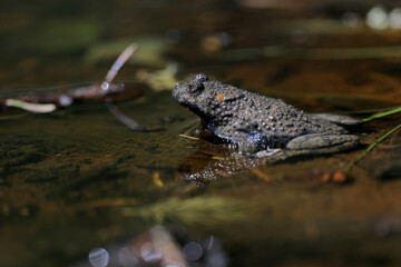 The yellow-bellied toad (Bombina variegata)  on a small pond into the spruce forest. Brown frog with yellow belly with green and brown back.