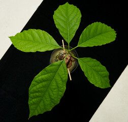 an avocado sprout grows from a seed