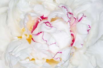 white peony flower with purple edging