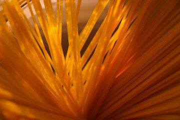 Spaghetti photography. Italian food. Uncooked pasta close up.  