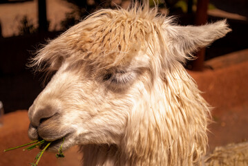 Cute alpaca portrait (Peru)