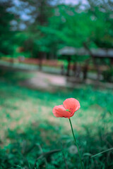 Obraz premium ナガミヒナゲシ