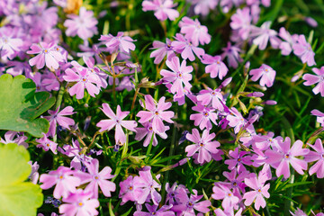 Phlox subulata. flower carpet for the cottage or flower beds near the house. beautiful lilac flowers. A popular ornamental garden plant, it is cultivated all over the world.