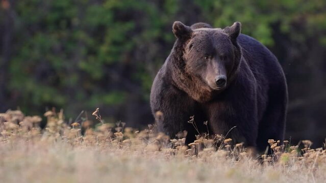 4k video. A brown bear male searching food at the edge of the meadow surrounded by mountain forest.
