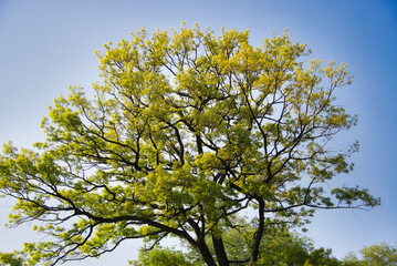 新緑の緑が美しく、目にまぶしい風景