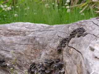 倒木に生えるもの