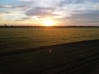 Fototapeta premium Aerial view on green wheat field in countryside. Field of wheat blowing in the wind on sunset. Young and green Spikelets. Ears of barley crop in nature. Agronomy, industry and food production.
