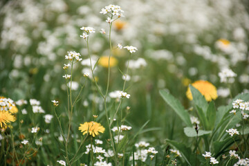natural flower background.