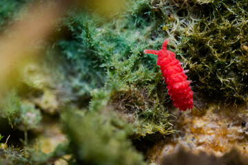 Springtail in it's natural habitat