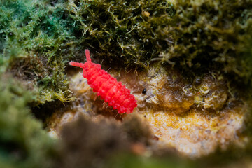 Springtail in it's natural habitat