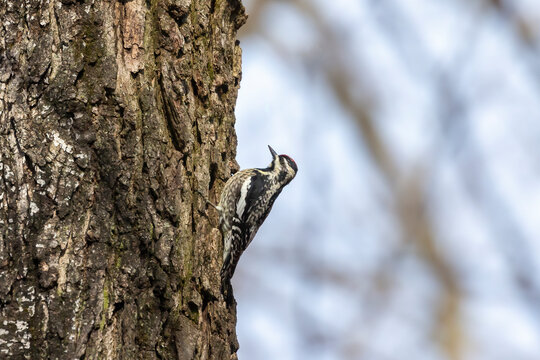 The yellow-bellied sapsucker (Sphyrapicus varius) is a medium-sized woodpecker that breeds in Canada and the north-northeastern United States.