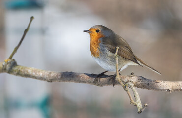 European robin (Erithacus rubecula) in snow