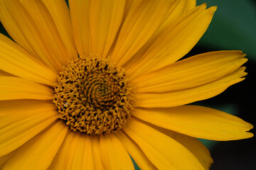 Rough Oxeye(Heliopsis helianthoides) closeup