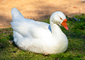Close-up white goose lies on the grass