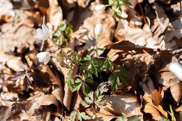 Green leafs in a forest in Schaan in Liechtenstein