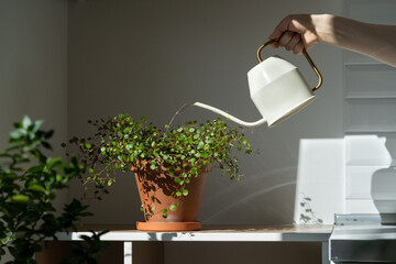 Woman watering potted Muehlenbeckia houseplant on the table at home, using white metal watering...