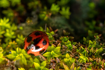 ladybug on green moss