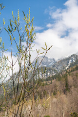 Alpine scenery in Schaan in Liechtenstein