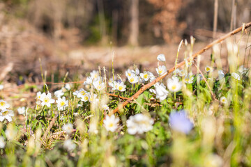 Tiny white Snowdrop Anemone Sylvestris flower in a forest in Schaan in Liechtenstein