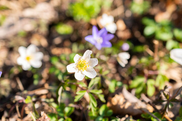 Tiny white Snowdrop Anemone Sylvestris flower in a forest in Schaan in Liechtenstein
