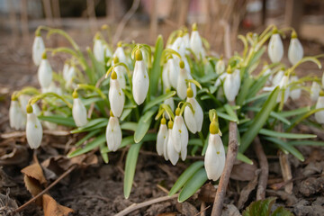 Snowdrop or common snowdrop (Galanthus nivalis) flowers