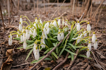 Snowdrop or common snowdrop (Galanthus nivalis) flowers