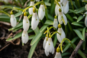 Snowdrop or common snowdrop (Galanthus nivalis) flowers
