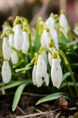 Snowdrop or common snowdrop (Galanthus nivalis) flowers