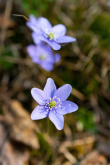 Blue Anemone Hepatica forest flowers in Schaan in Liechtenstein