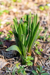 Obraz premium Spring time in a forest in Schaan in Liechtenstein