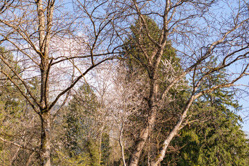 Spring time in a forest in Schaan in Liechtenstein