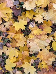 Autumn background with multicolored maple leaves on the ground