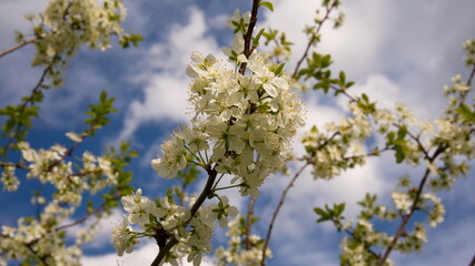 A beautiful branch of a flowering tree. White spring flowers